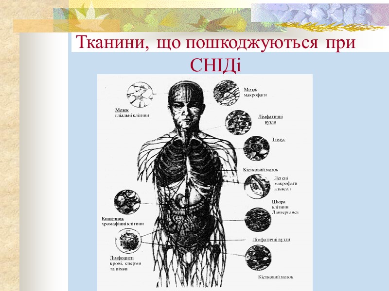 Тканини, що пошкоджуються при СНІДі